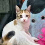 واگذاری رایگان بچه گربه دختر مهربون