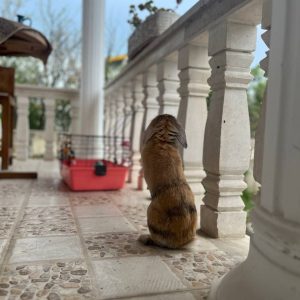 خرگوش لوپ اهلي