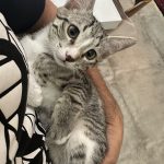 گربه دی اس اچ بشدت بازگوش و بغلی