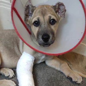 توله سرابی با اصالت