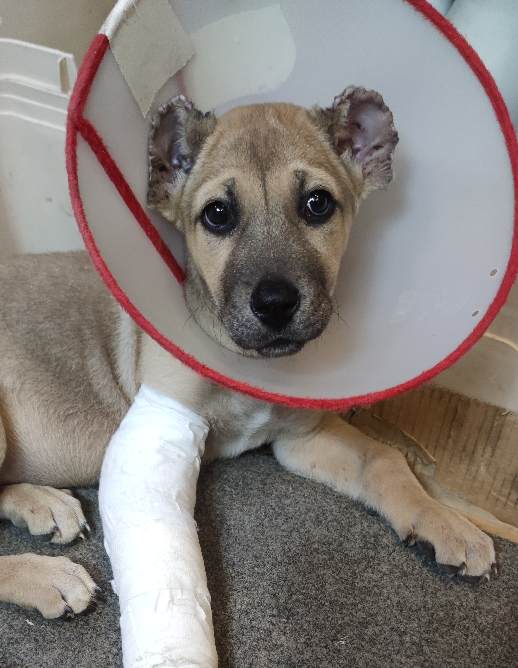 توله سرابی با اصالت