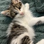 پرنس مو بلند خوشگل