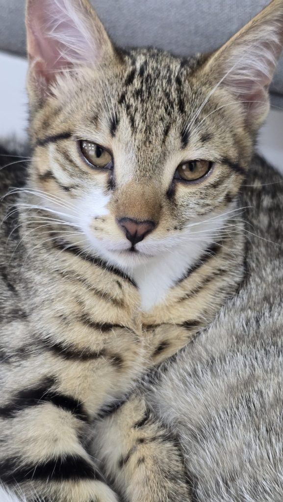 🧚‍♀️ دلبر خانم ۳ ماهه