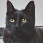 واگذاری گربه ماده ۶ ماهه