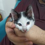 واگذاری گربه رها شده