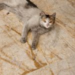 واگذاری گربه مو بلند