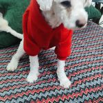 واگذاری پودل تریر