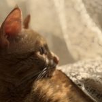 واگذاری گربه مهربون عقیم شده