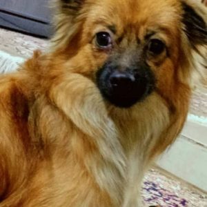 واگذاری سگ‌ماده اشپیتز ماده