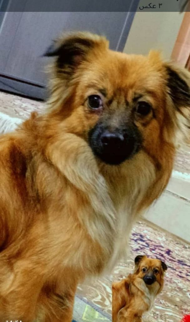 واگذاری سگ‌ماده اشپیتز ماده