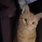 واگذاری گربه مهربون عقیم شده