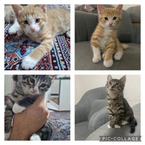 واگذاری 4 عدد توله گربه