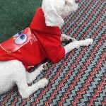 واگذاری پودل تریر