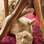 واگذاری گربه مهربون عقیم شده