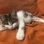 پرنس مو بلند خوشگل