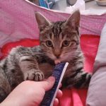 واگذاری گربه ماده شش ماهه