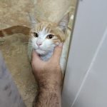 واگذاری گربه dsh