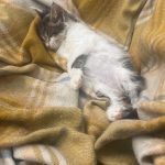 پرنس مو بلند خوشگل