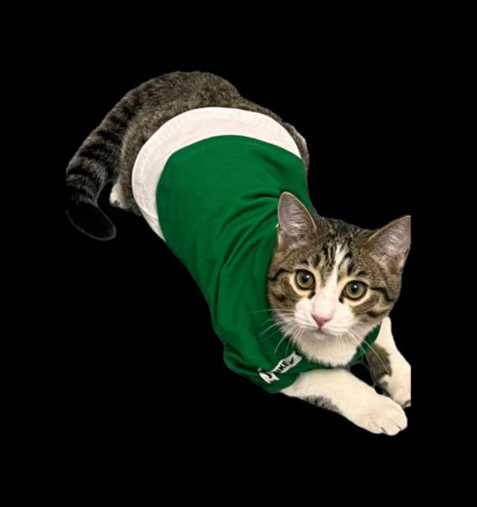 واگذاری رایگان