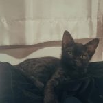 واگذاری گربه نر 3 ماهه