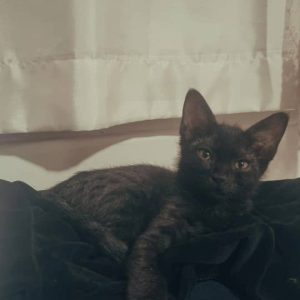 واگذاری گربه نر 3 ماهه