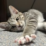 گربه دی اس اچ بشدت بازگوش و بغلی