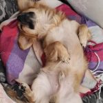 ژاپی سگ کوچک