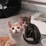 واگذاری بچه گربه