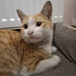 واگذاری گربه نارنجی