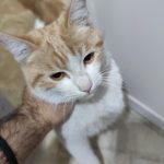 واگذاری گربه dsh