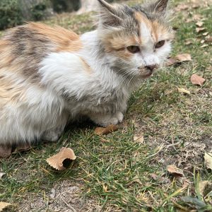 پرنسس زیبا مو بلند