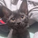 واگذاری گربه نر 3 ماهه