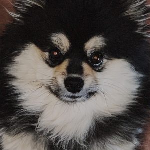 واگذاری پامر