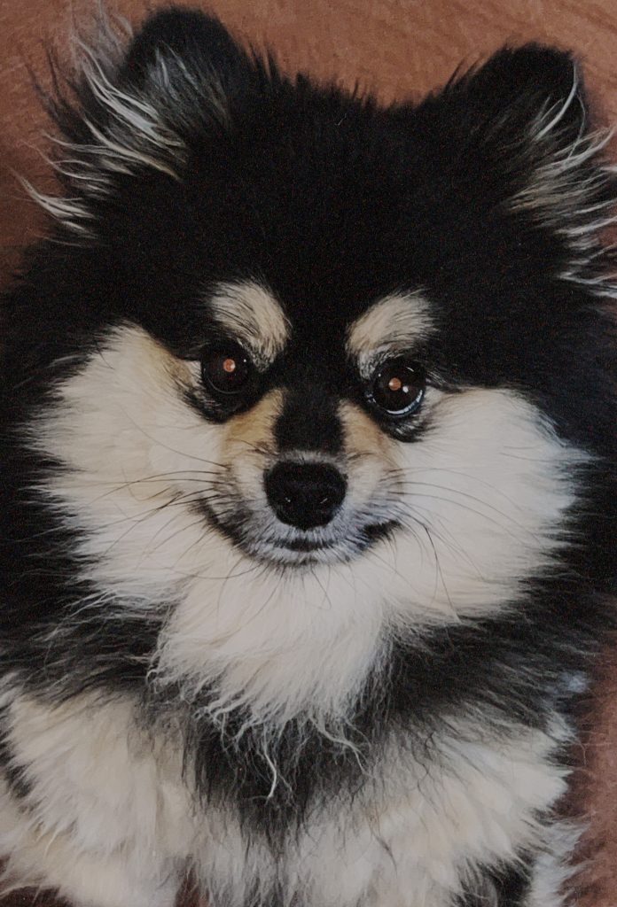 واگذاری پامر