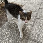 گربه مهربون نر