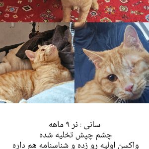 واگذاری رایگان گربه