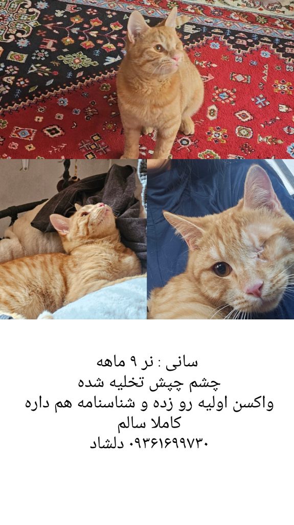 واگذاری رایگان گربه