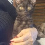 واگذاری گربه نر 3 ماهه