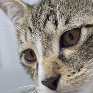 واگذاری پسربچه۳ ماهه مهربون🧚‍♀️