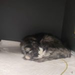 واگذاری گربه رها شده