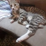 واگذاری گربه های مودب و خوشگل