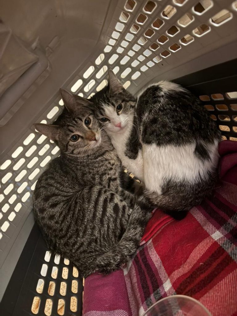 واگذاری گربه