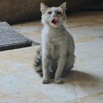 واگذاری گربه مو بلند