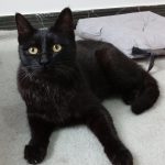 واگذاری گربه ماده ۶ ماهه