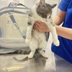 واگذاری گربه حمایتی و درمان شده