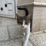 گربه مهربون نر