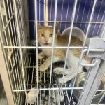 واگذاری گربه DSH حمایتی نارنجی