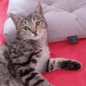 واگذاری گربه ماده شش ماهه