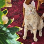 واگذاری گربه مهربون عقیم شده