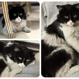 پاندا گربه‌ی تپل مهربون